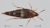 Mycetoporus rufescens
